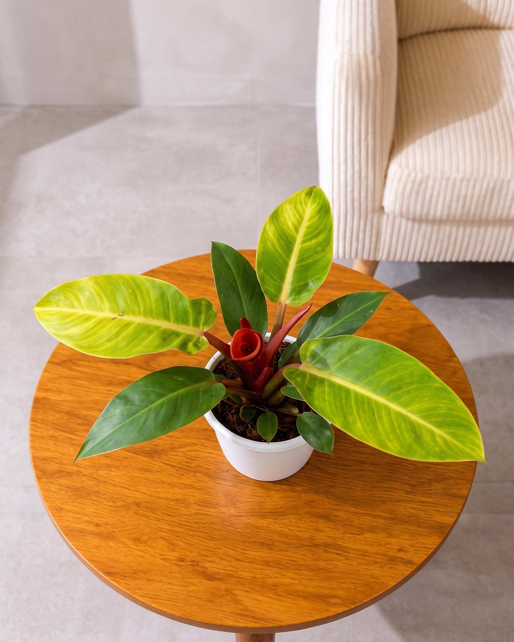 Philodendron Prince Of Orange