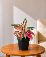 Aglaonema Red Anjamani Plant