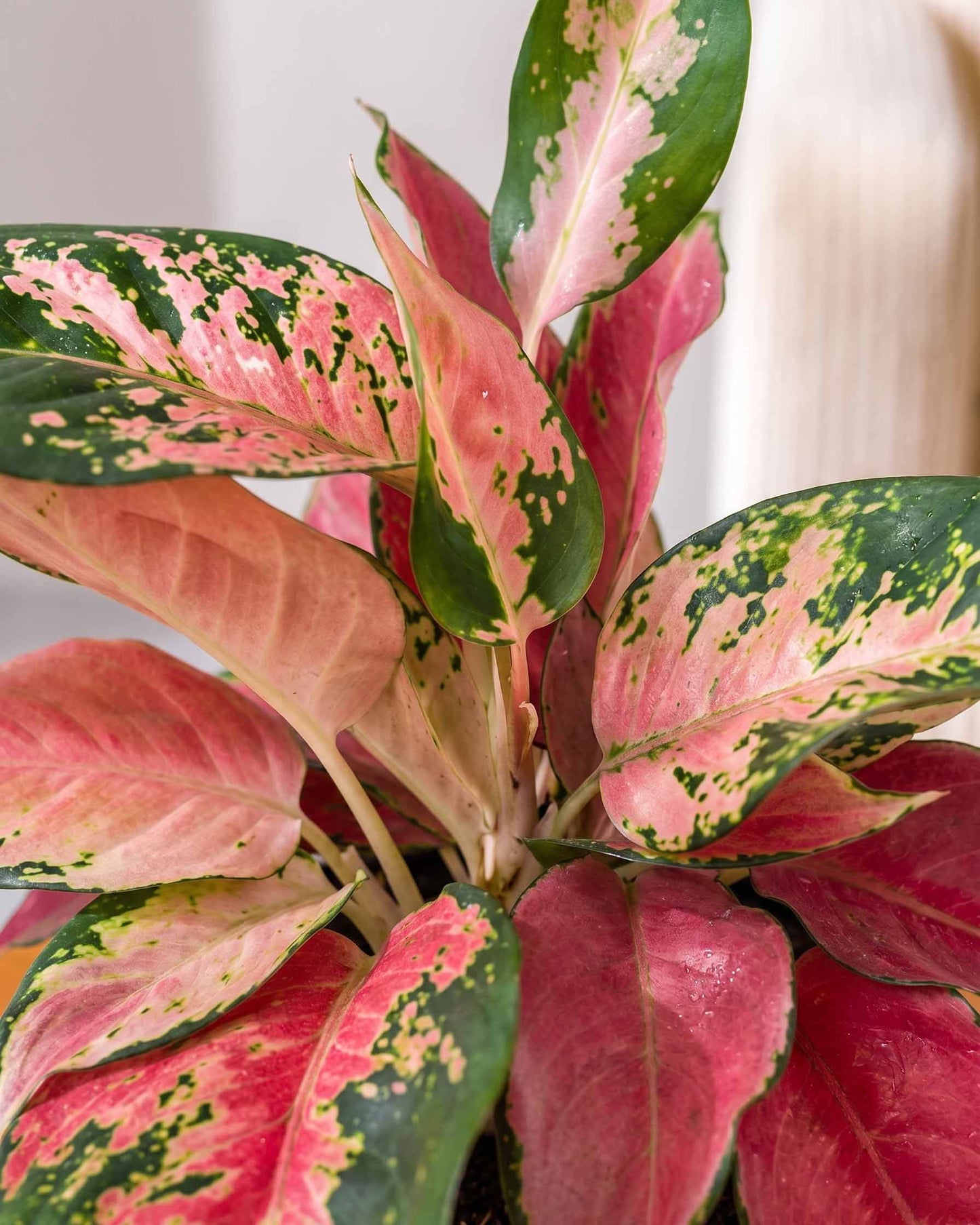 Aglaonema Red Anjamani Plant