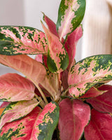 Aglaonema Red Anjamani Plant