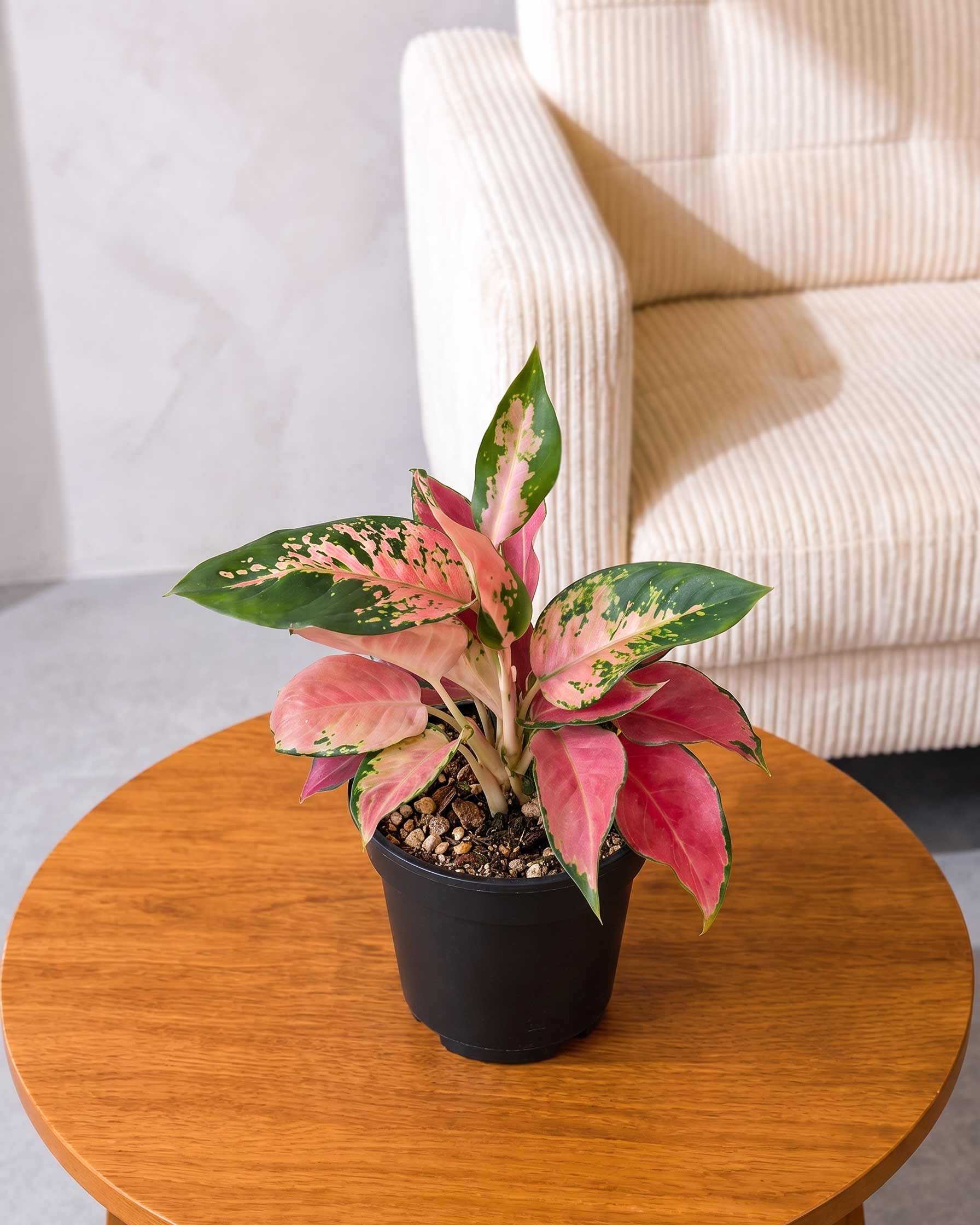Aglaonema Red Anjamani Plant
