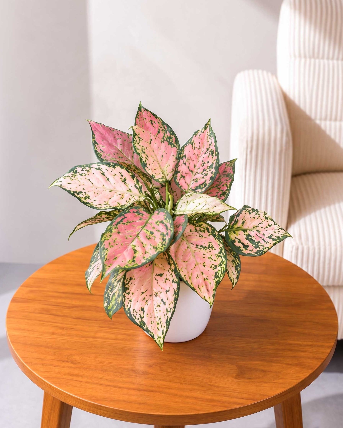 Aglaonema Pink Plant