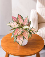 Aglaonema Pink Plant
