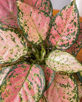 Aglaonema Pink Plant
