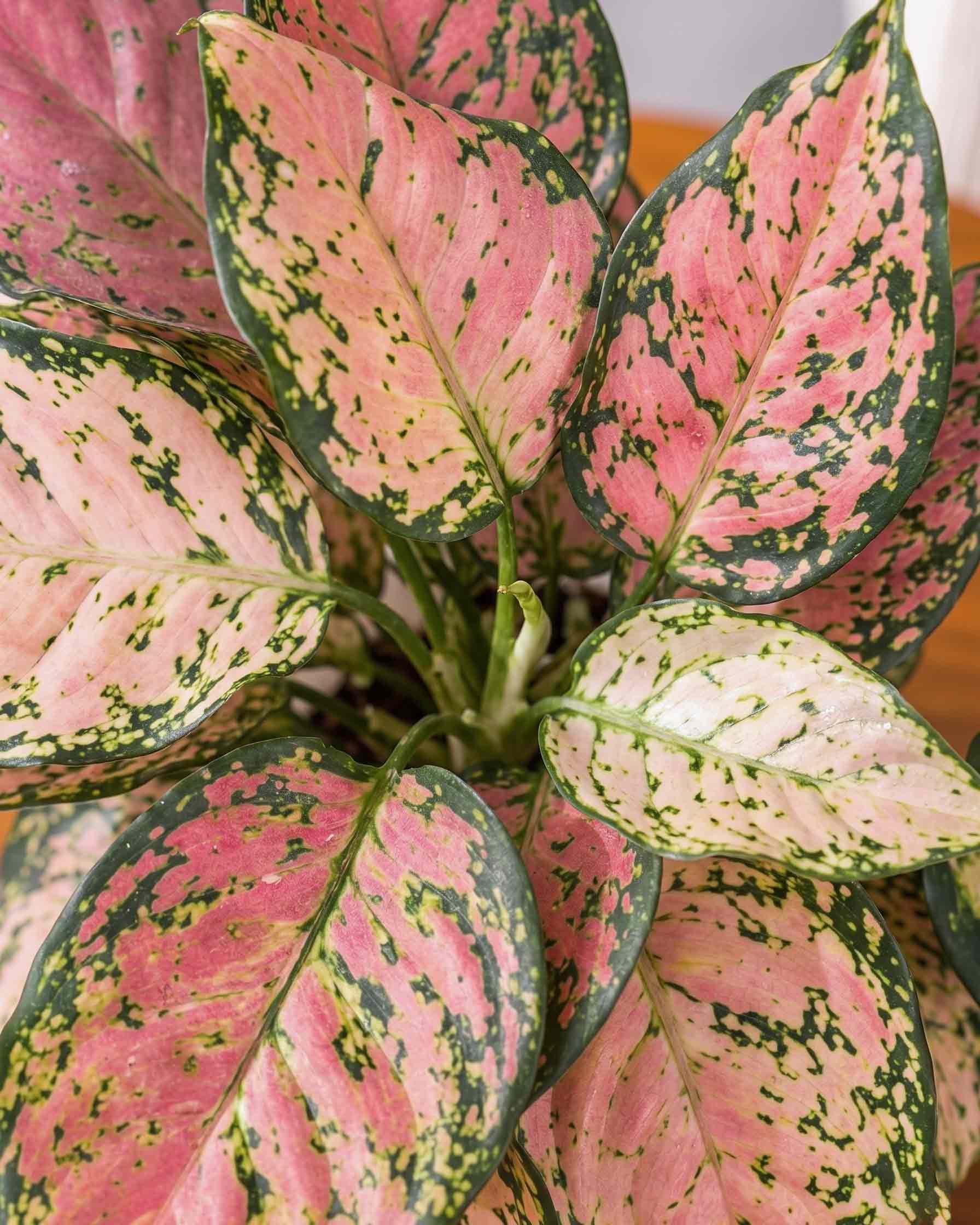 Aglaonema Pink Plant