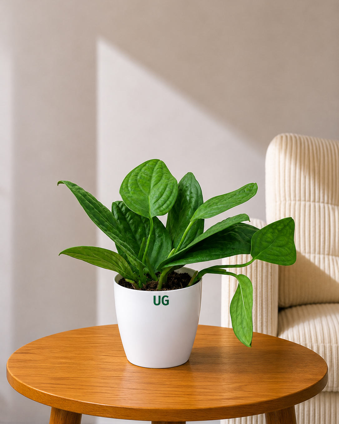 Monstera Peru Plant