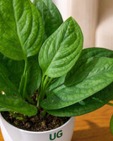 Monstera Peru Plant