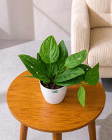 Monstera Peru Plant