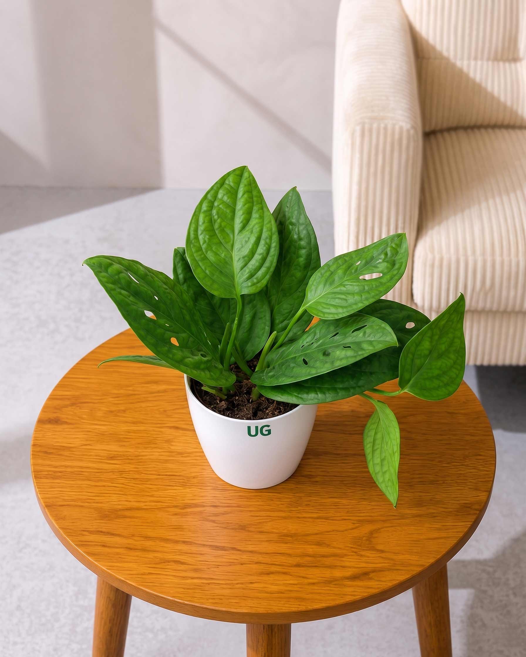 Monstera Peru Plant
