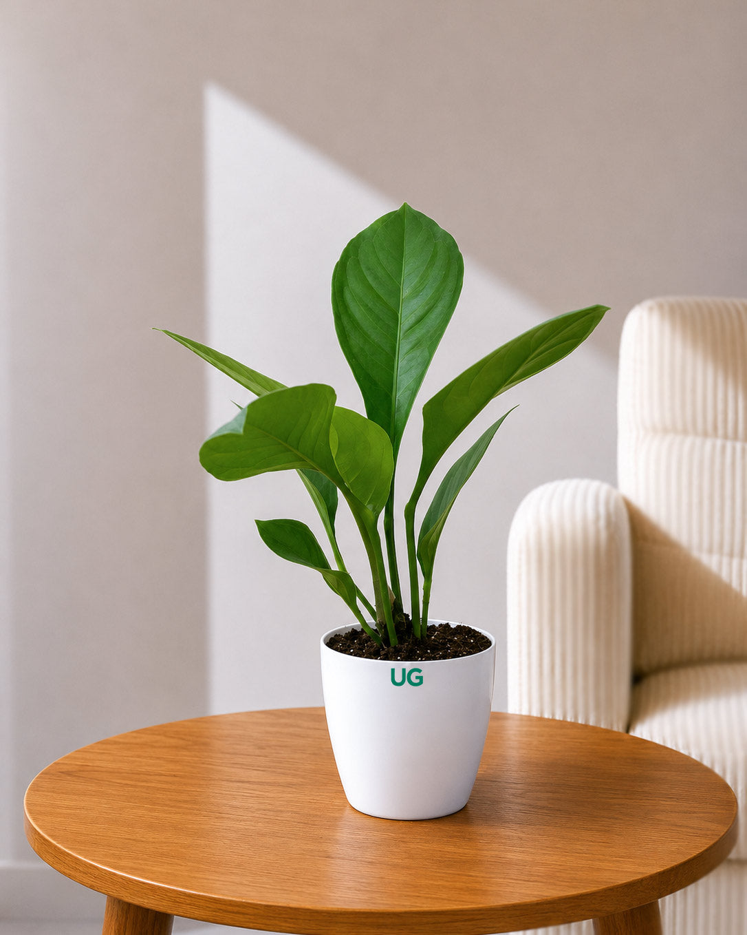 Anthurium jenmanii | Bird's Nest Anthurium