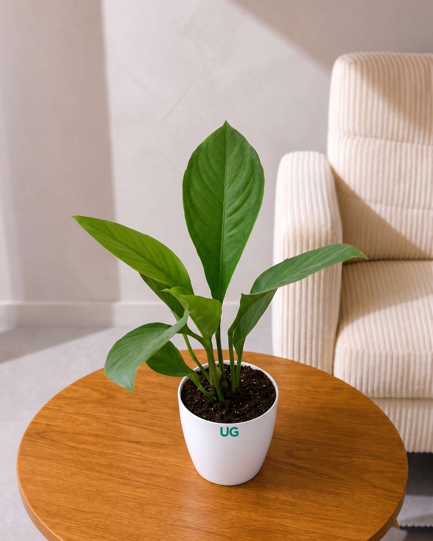 Anthurium jenmanii | Bird's Nest Anthurium