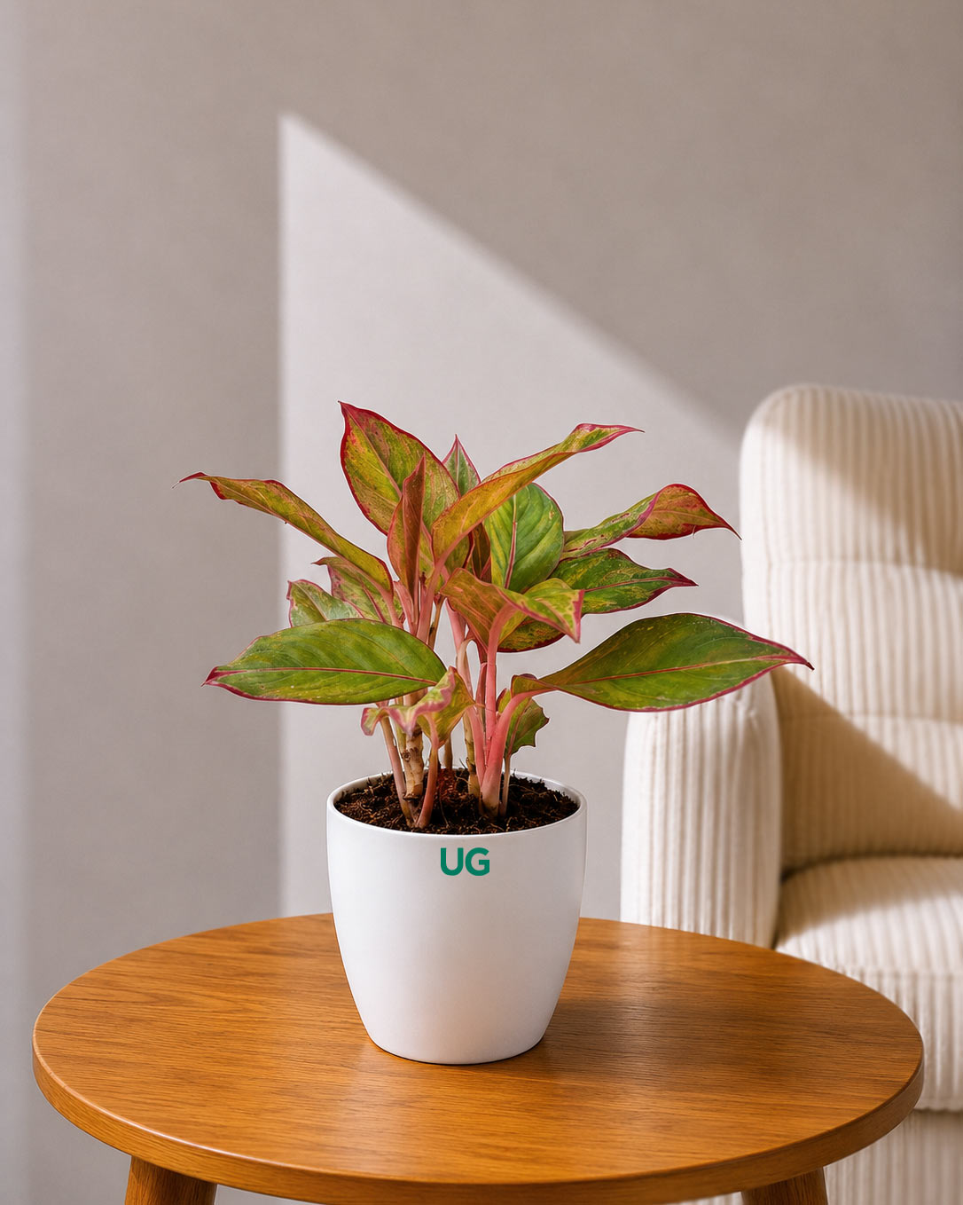 Aglaonema Lipstick Plant