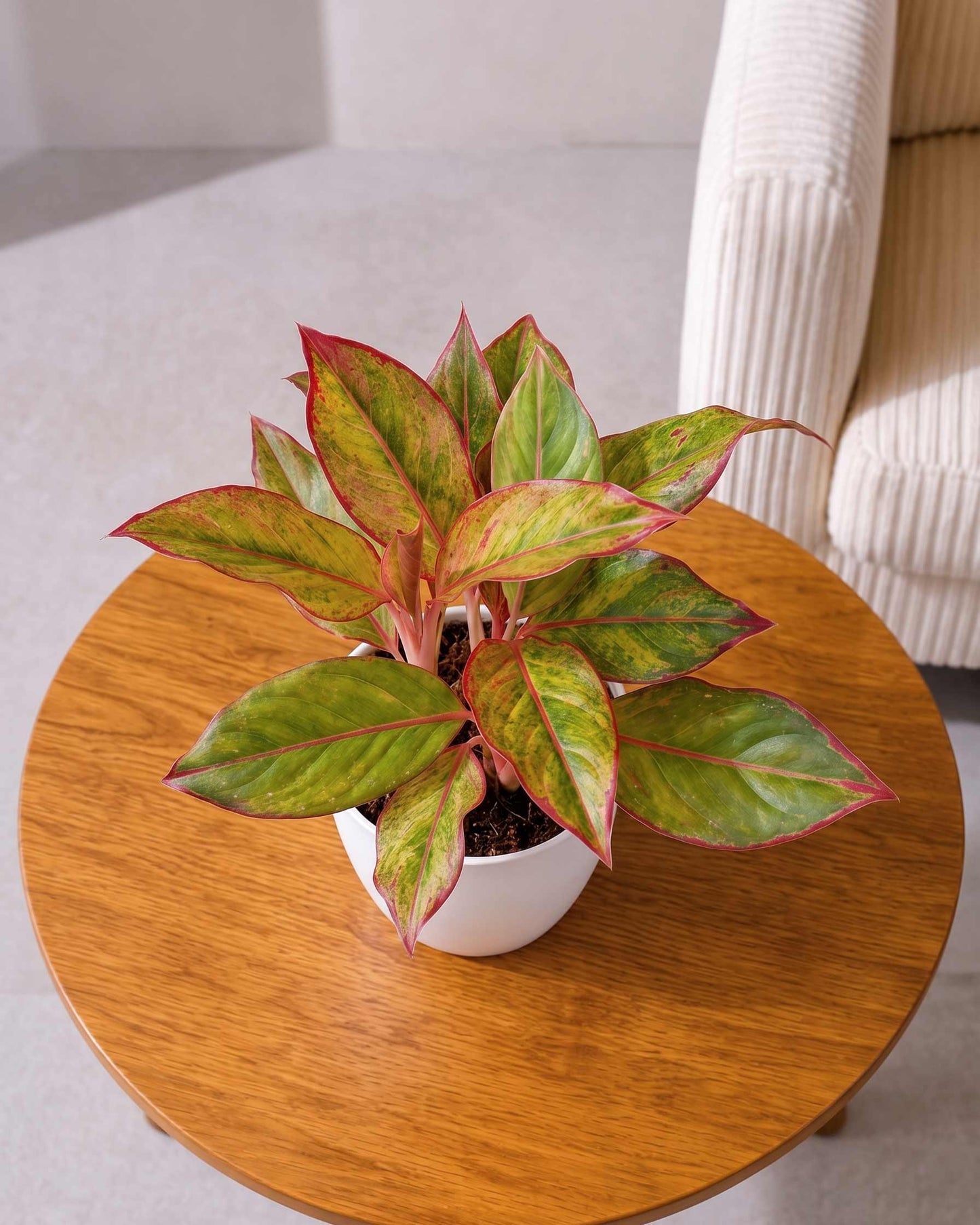 Aglaonema Lipstick Plant