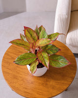 Aglaonema Lipstick Plant