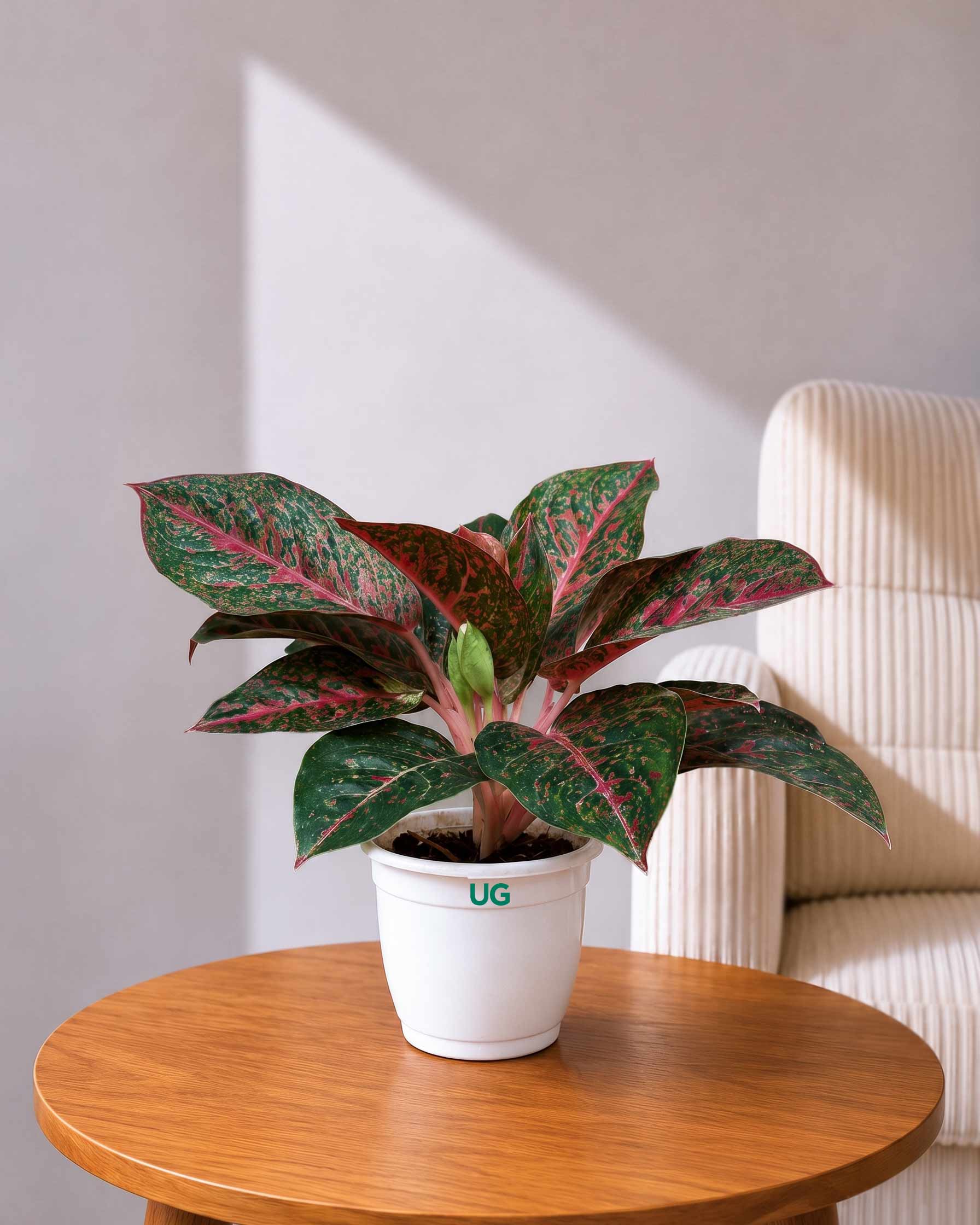 Aglaonema Stardust