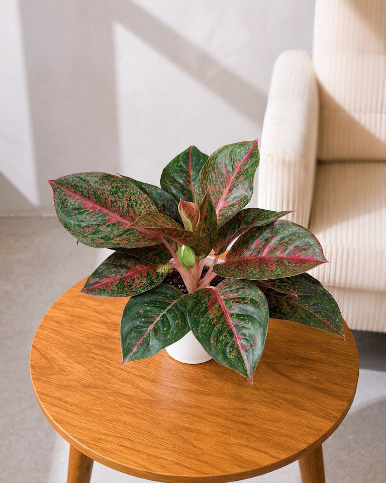 Aglaonema Stardust