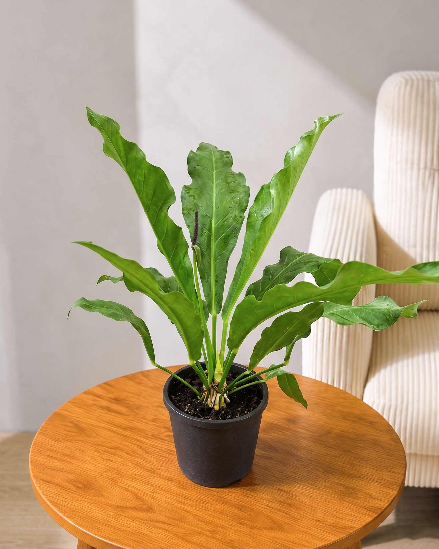 Anthurium Hookeri Plant