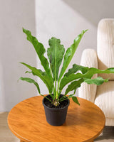 Anthurium Hookeri Plant