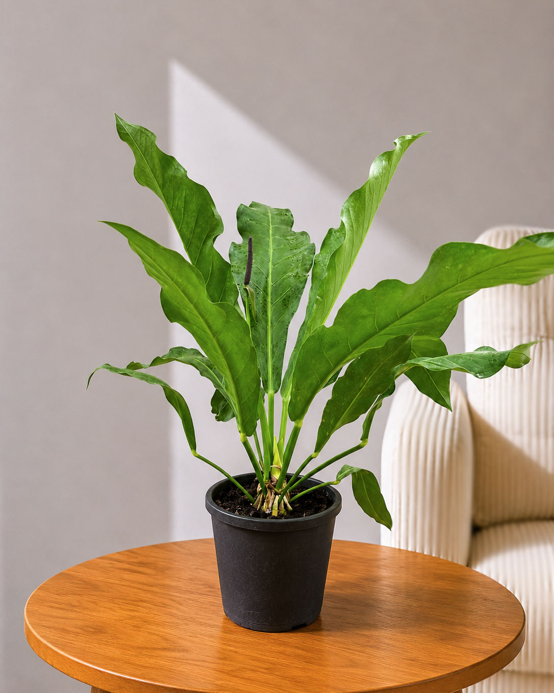 Anthurium Hookeri Plant