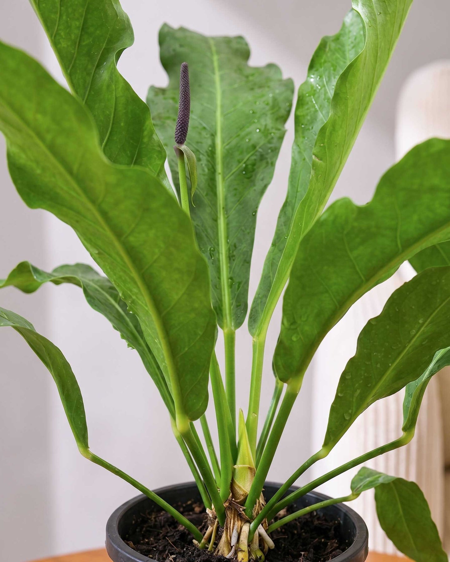 Anthurium Hookeri Plant