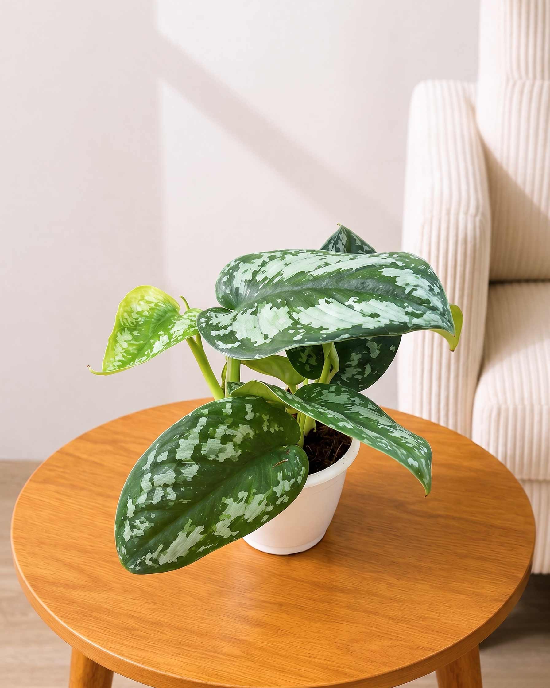 Satin Pothos Argyraeus