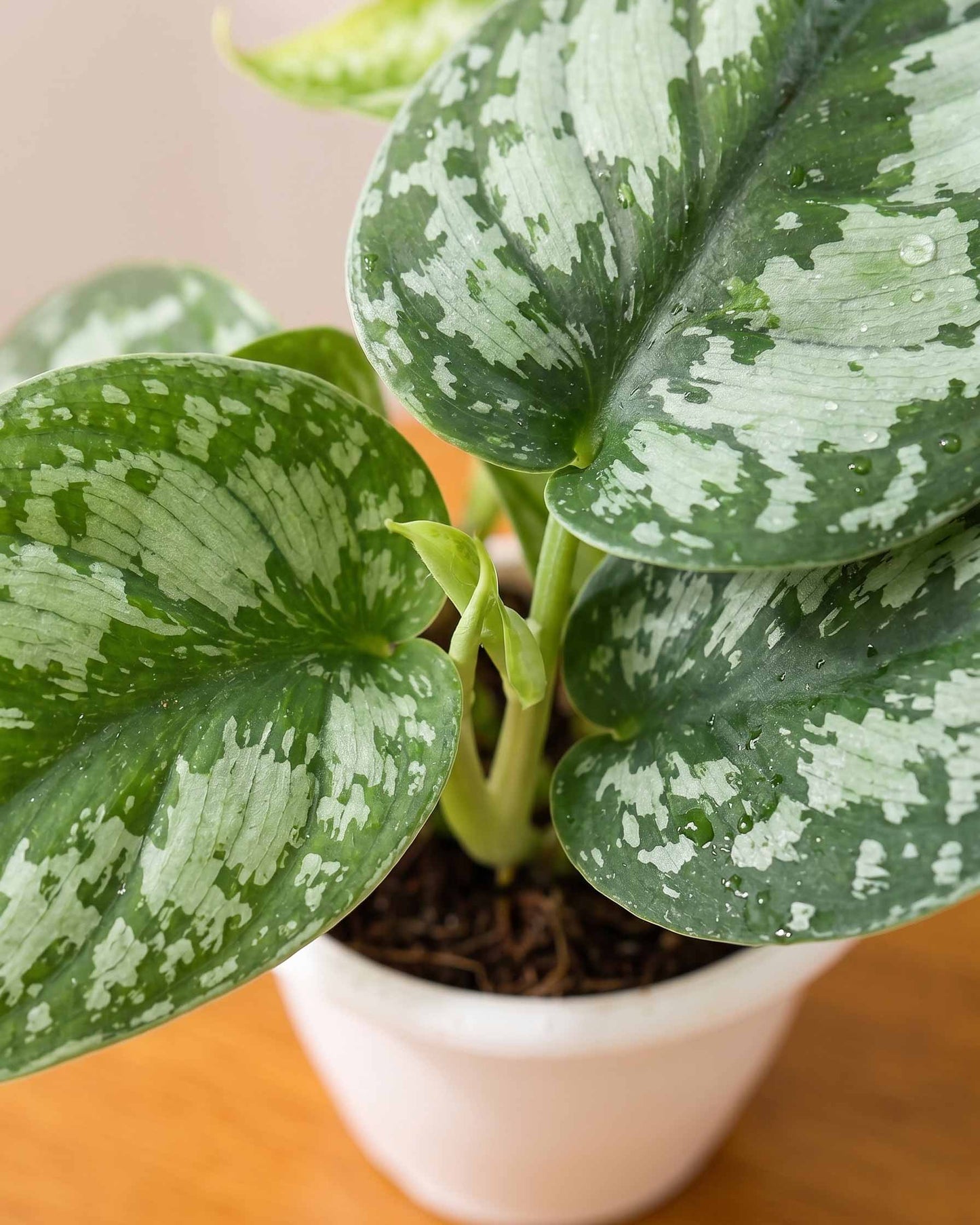 Satin Pothos Argyraeus
