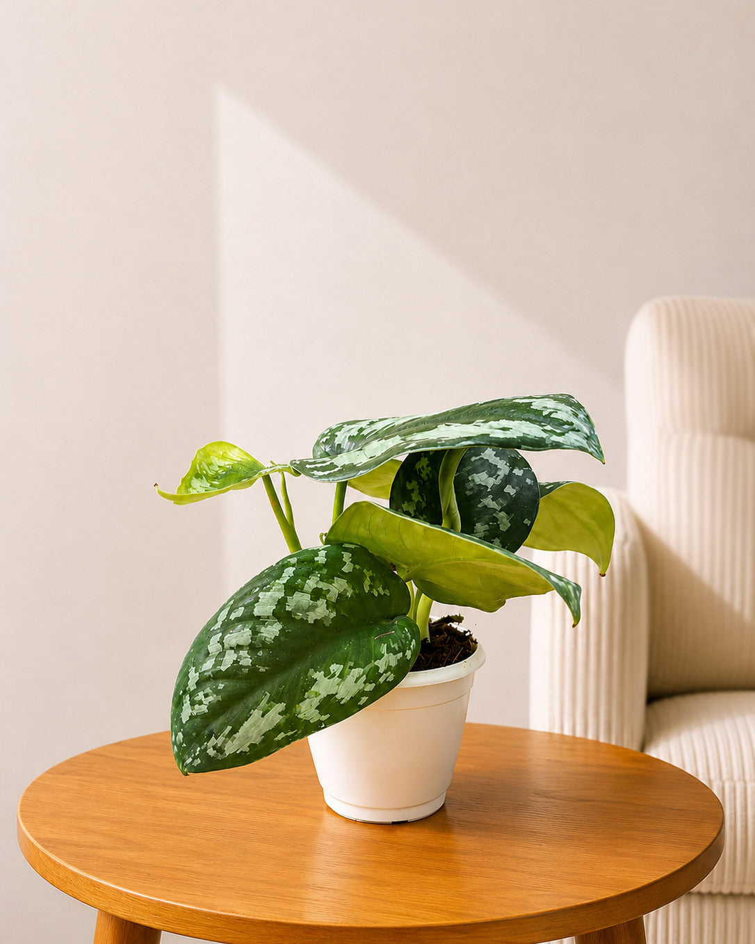 Satin Pothos Argyraeus