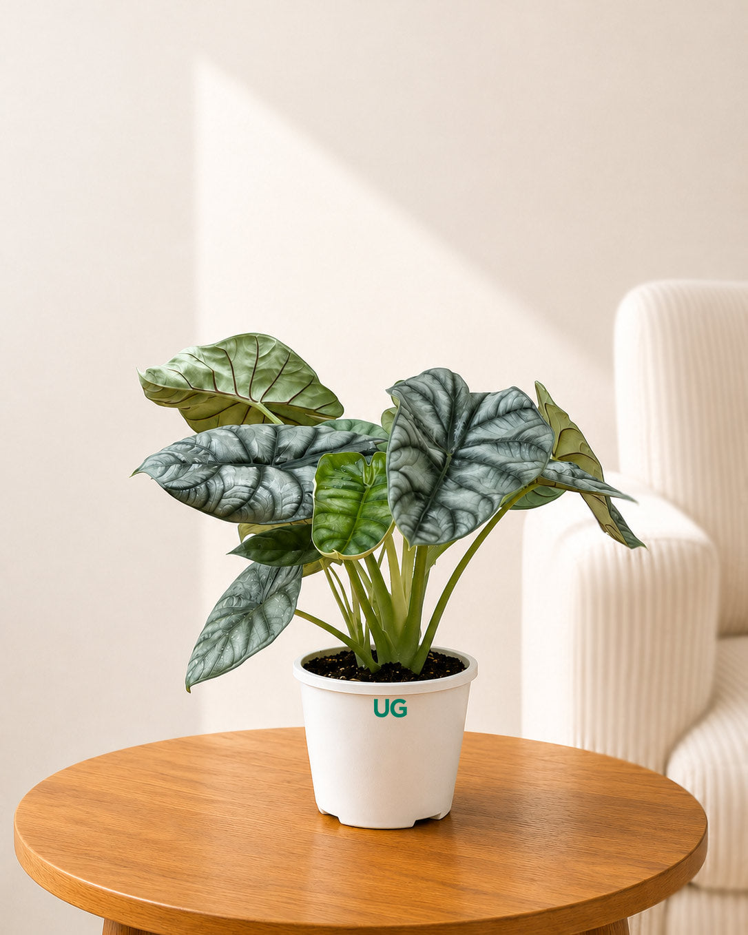 Alocasia Dragonscale Plant