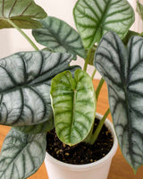 Alocasia Dragonscale Plant