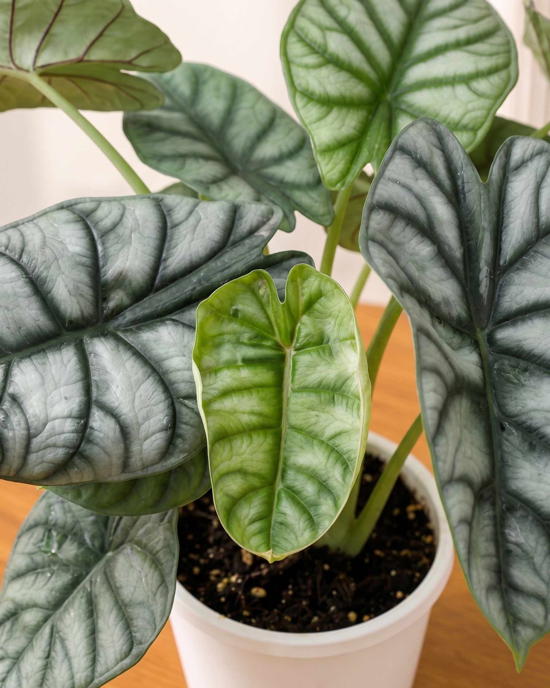 Alocasia Dragonscale Plant