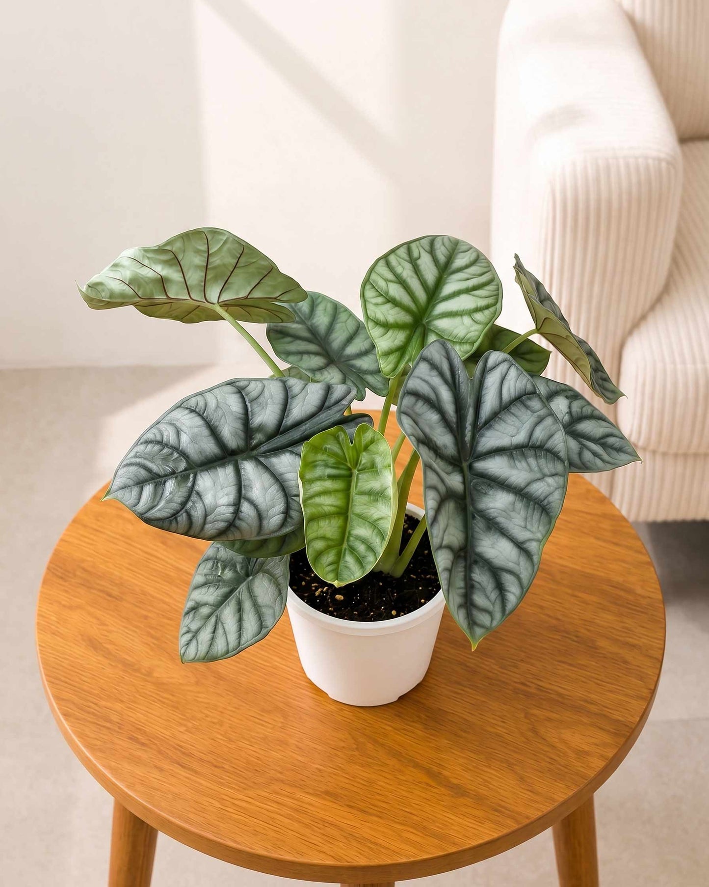 Alocasia Dragonscale Plant