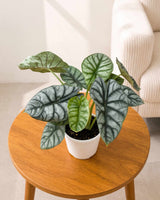 Alocasia Dragonscale Plant