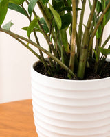 Zz Plant Large