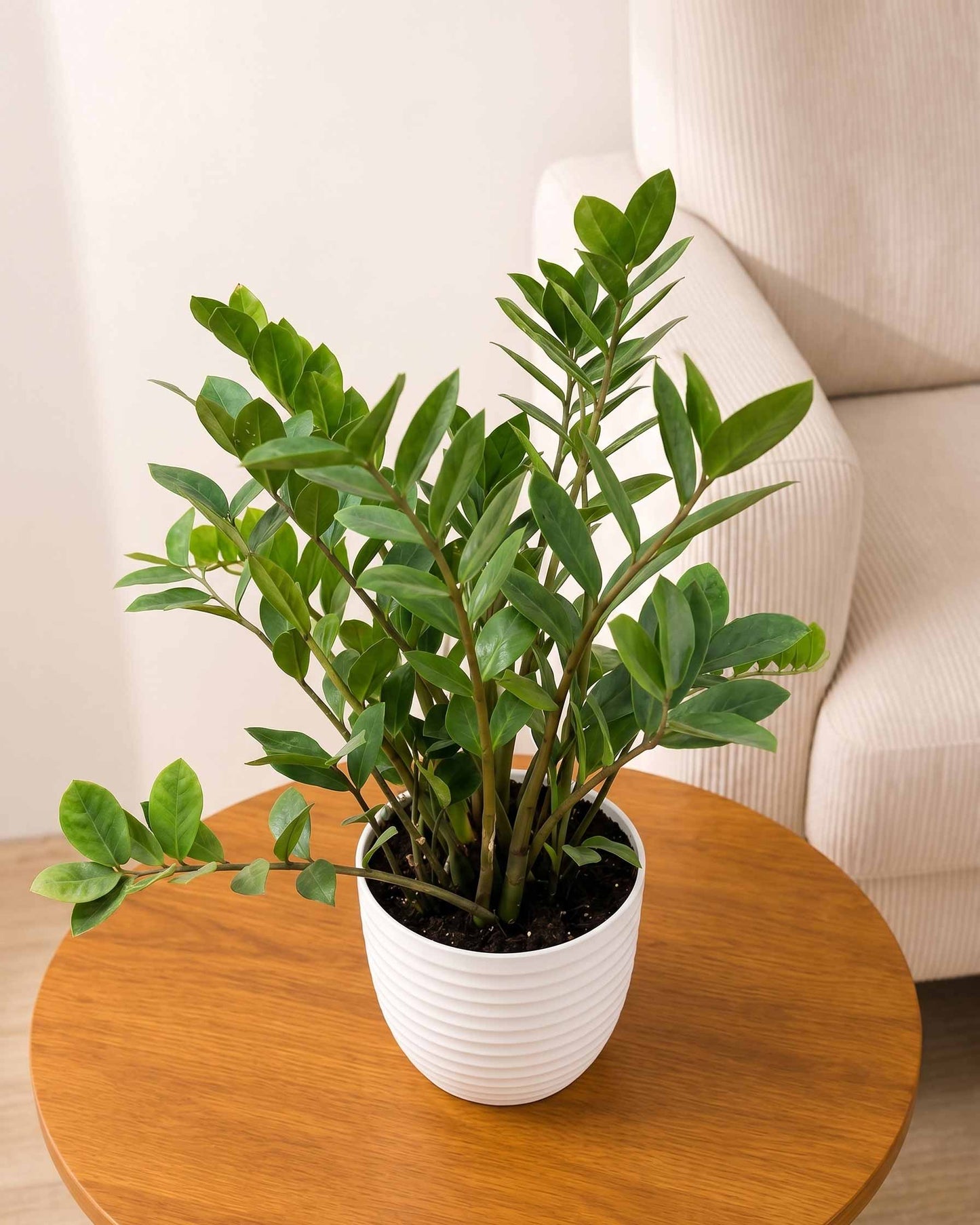 Zz Plant Large