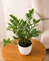 Zz Plant Large