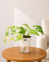 Money Plant Marble Queen in Self Watering Pot