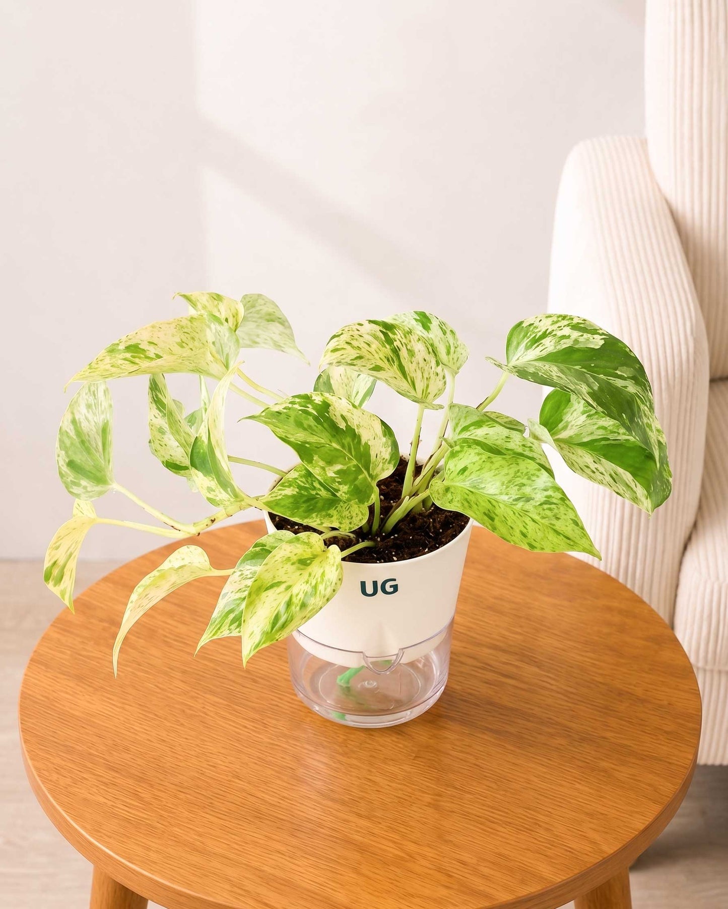 Money Plant Marble Queen in Self Watering Pot