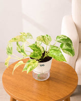Money Plant Marble Queen in Self Watering Pot
