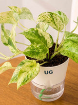 Money Plant Marble Queen in Self Watering Pot