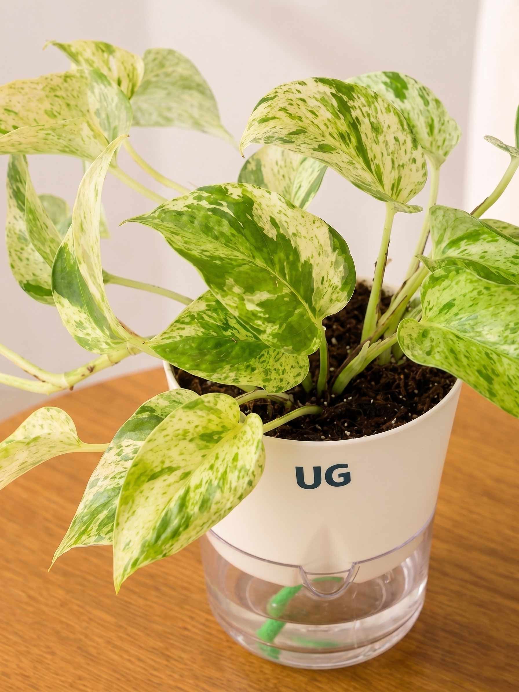 Money Plant Marble Queen in Self Watering Pot