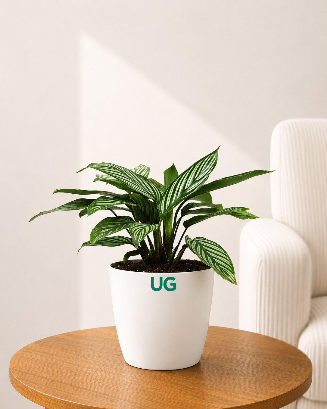 Calathea Vittata Plant