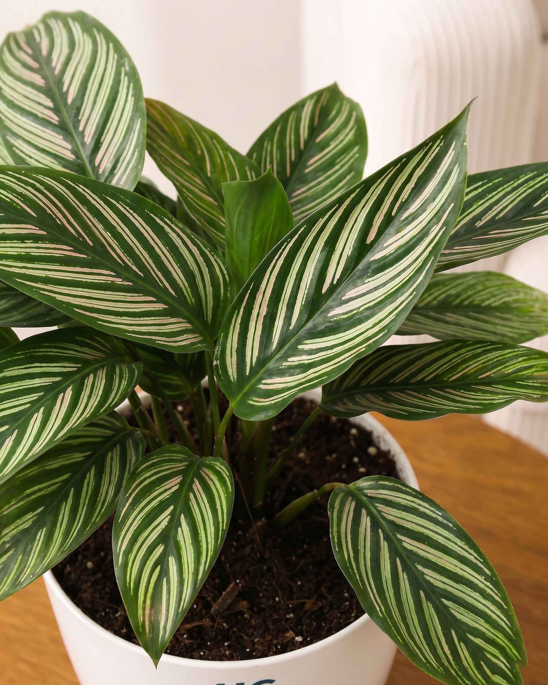 Calathea Vittata Plant