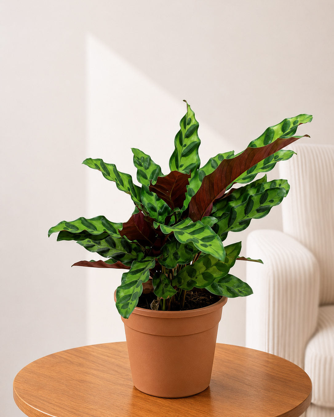Calathea Rattlesnake Plant