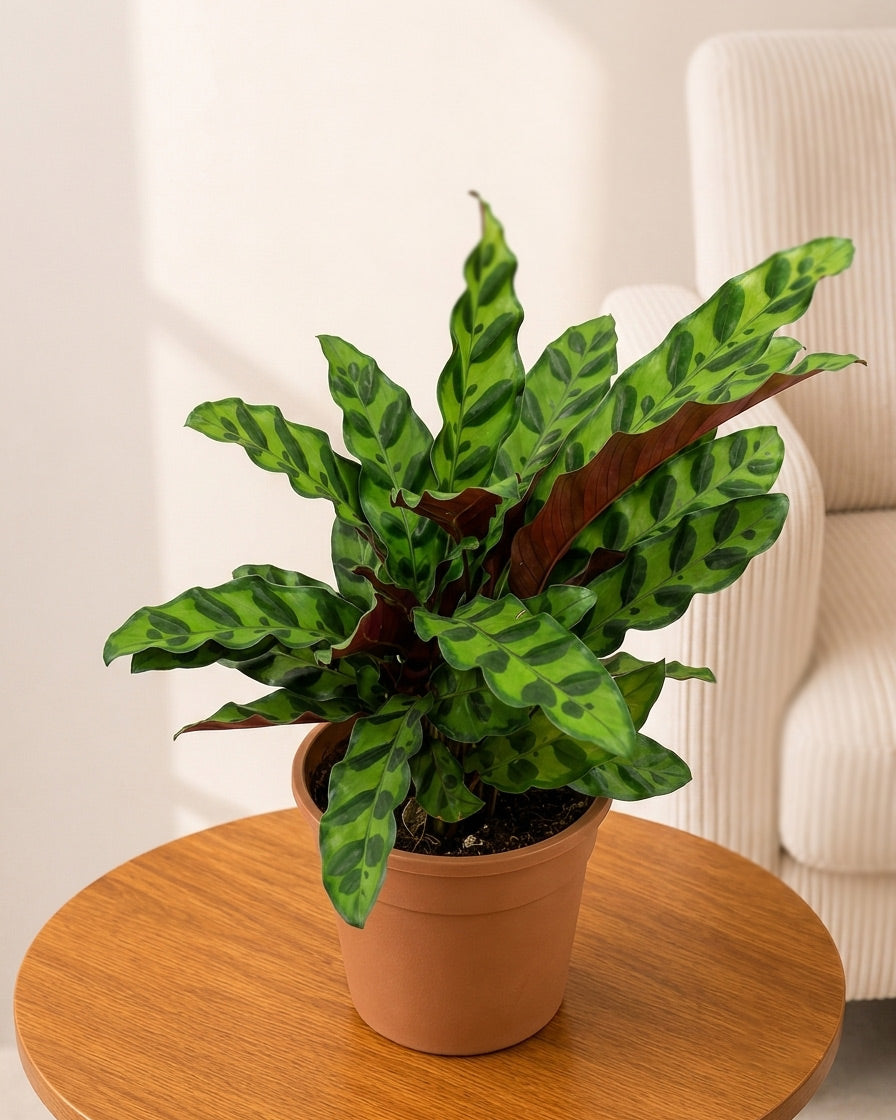 Calathea Rattlesnake Plant