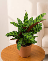 Calathea Rattlesnake Plant