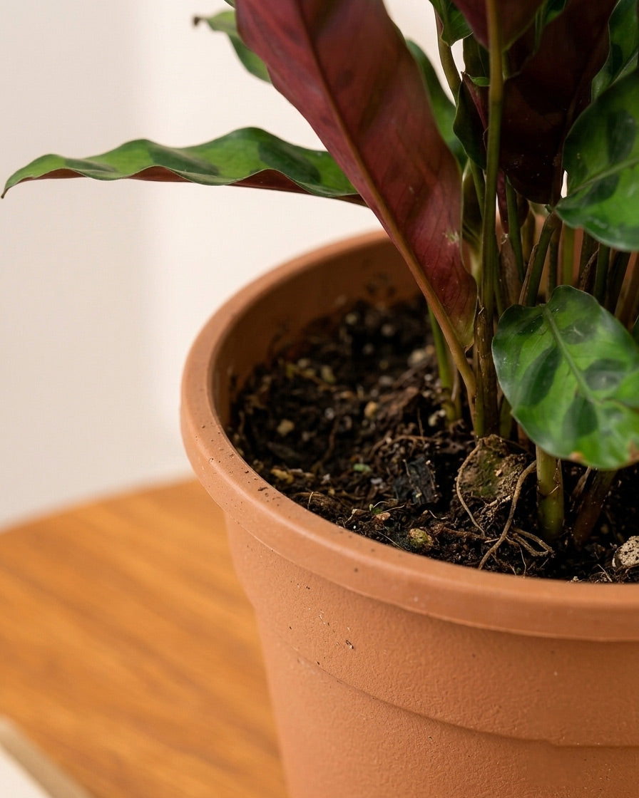 Calathea Rattlesnake Plant