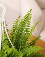 Boston Fern Plant Basket