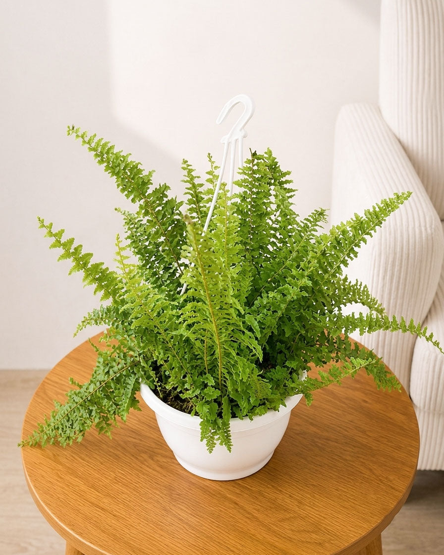 Boston Fern Plant Basket