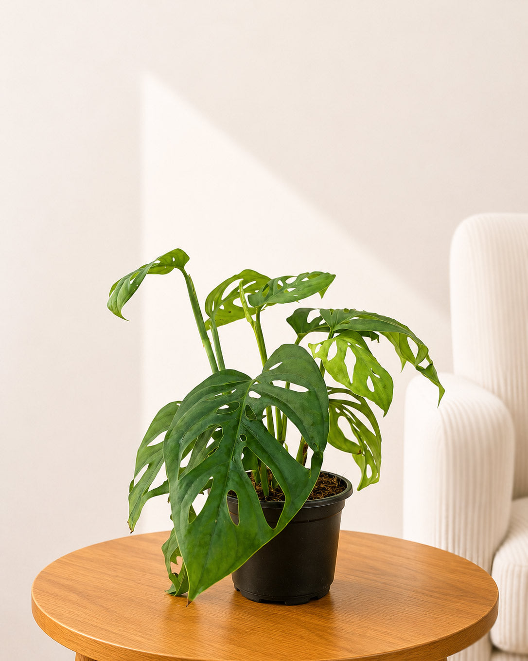 Broken Heart Plant