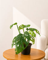 Broken Heart Plant
